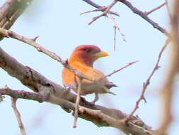 Plancia ëd Eurystomus glaucurus suahelicus Neumann 1905