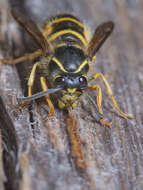 Dolichovespula saxonica (Fabricius 1793)的圖片