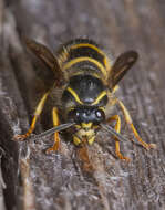 Dolichovespula saxonica (Fabricius 1793)的圖片