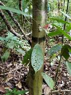 Imagem de Clerodendrum deflexum Wall.