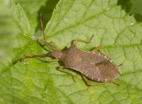 Image of Gonocerus acuteangulatus (Goeze 1778)