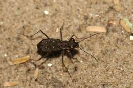 Image of Cylindera (Ifasina) rectangularis (Klug 1832)