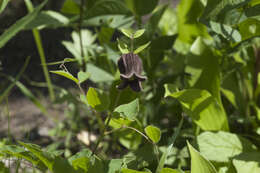 Imagem de Clematis fusca Turcz.