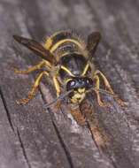 Dolichovespula saxonica (Fabricius 1793)的圖片