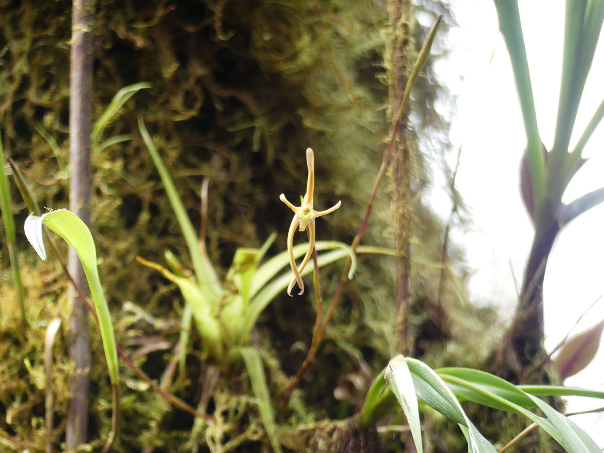 Image of Maxillaria amplifoliata Molinari