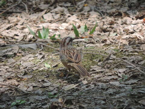 Image of Yungas Sparrow