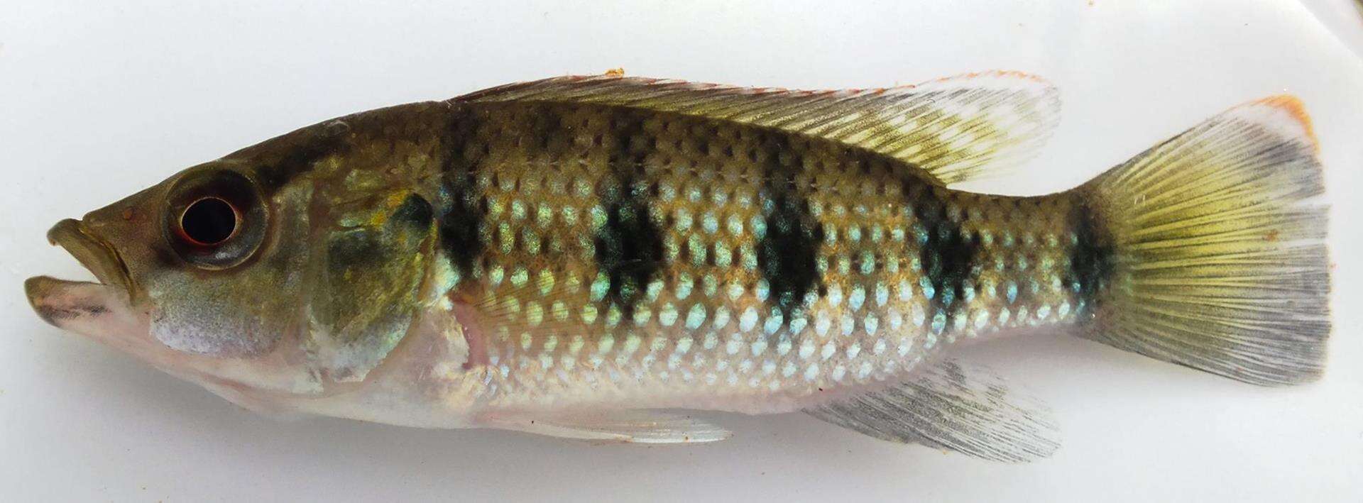 Image of Banded jewel cichlid