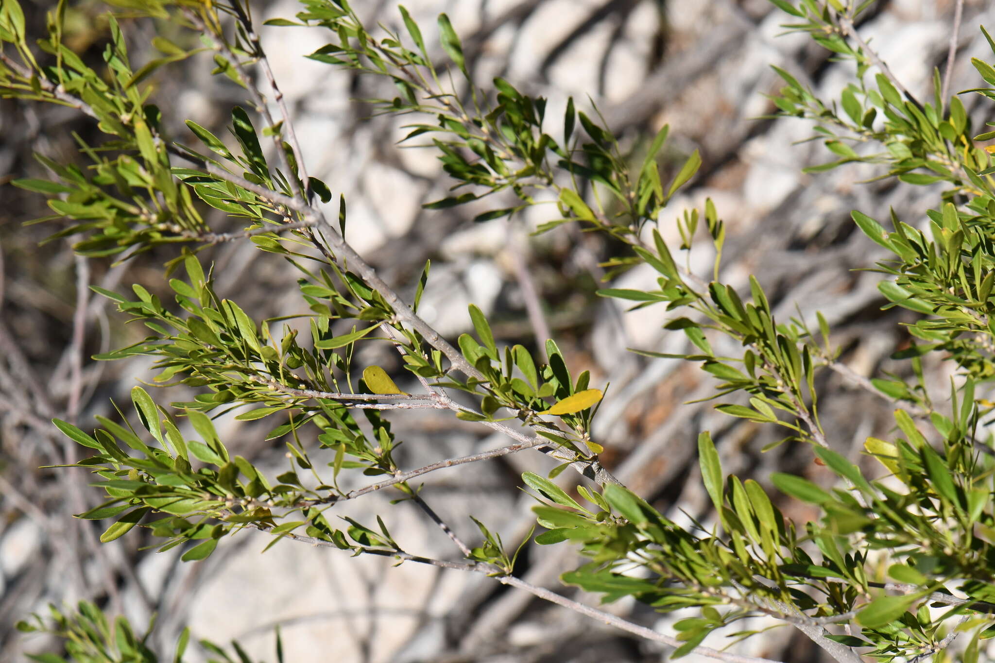 Image of Gregg's ash