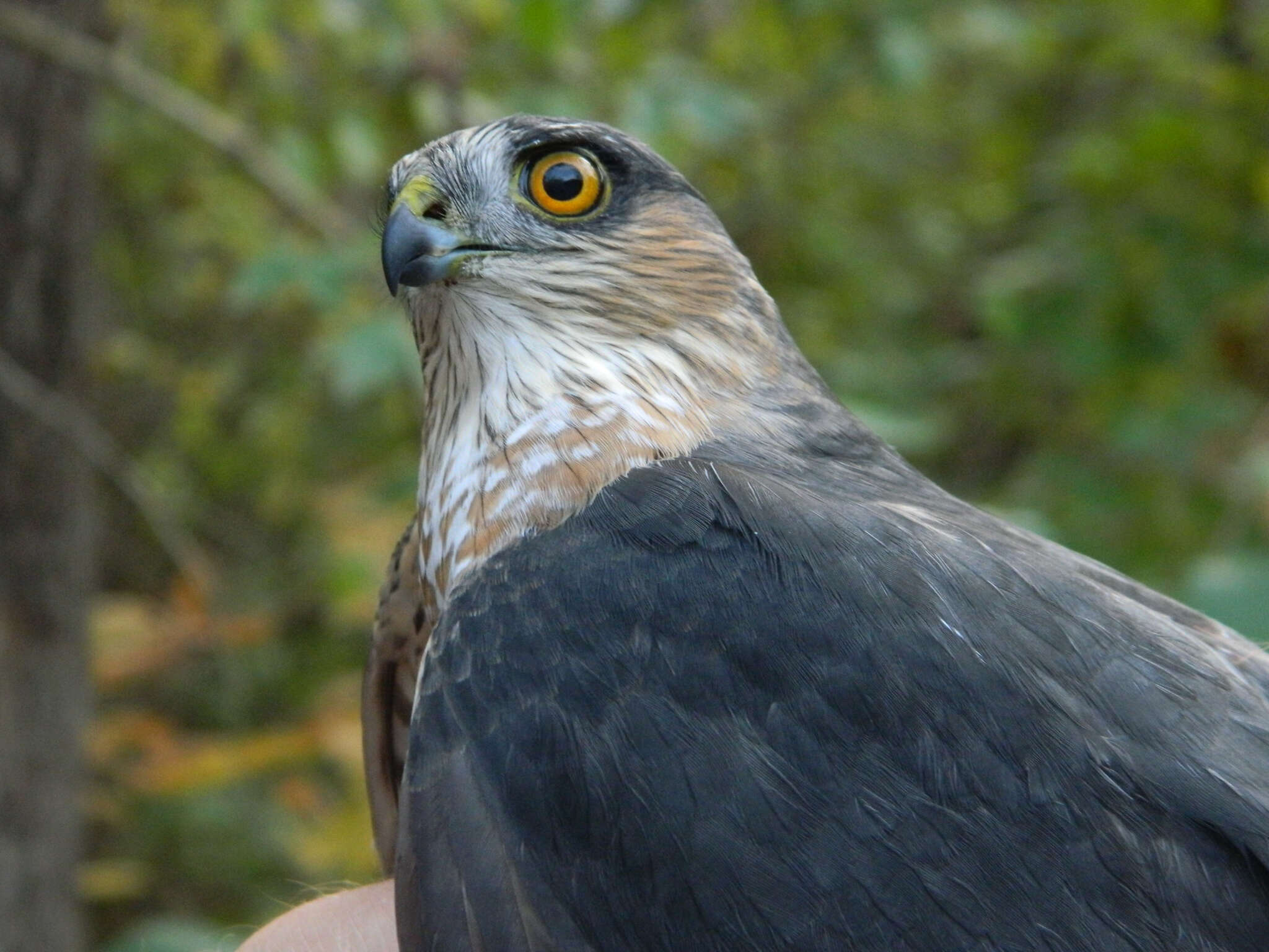 Plancia ëd Accipiter striatus Vieillot 1808