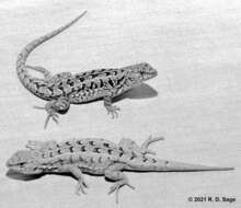 Image of Liolaemus wiegmannii (Duméril & Bibron 1837)