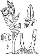 Imagem de Cypripedium candidum Muhl. ex Willd.