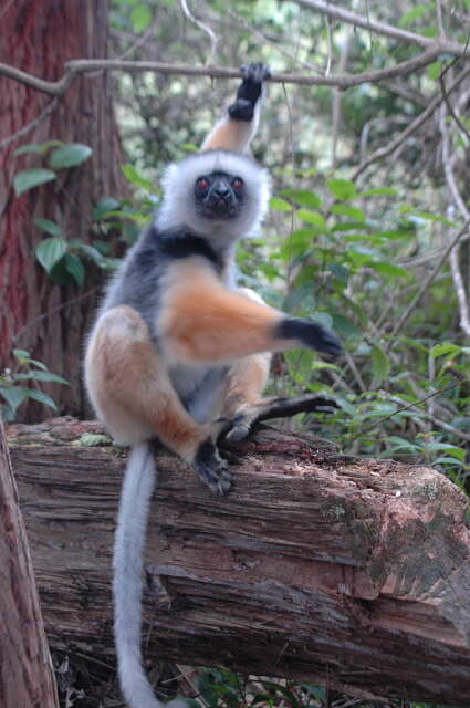 Image of Diadem Sifaka