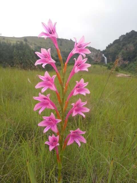 Imagem de Watsonia wilmsii L. Bolus