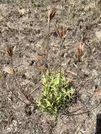 Image of Leucadendron spissifolium subsp. natalense (Thode & Gilg) I. Williams