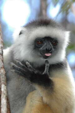 Image of Diadem Sifaka