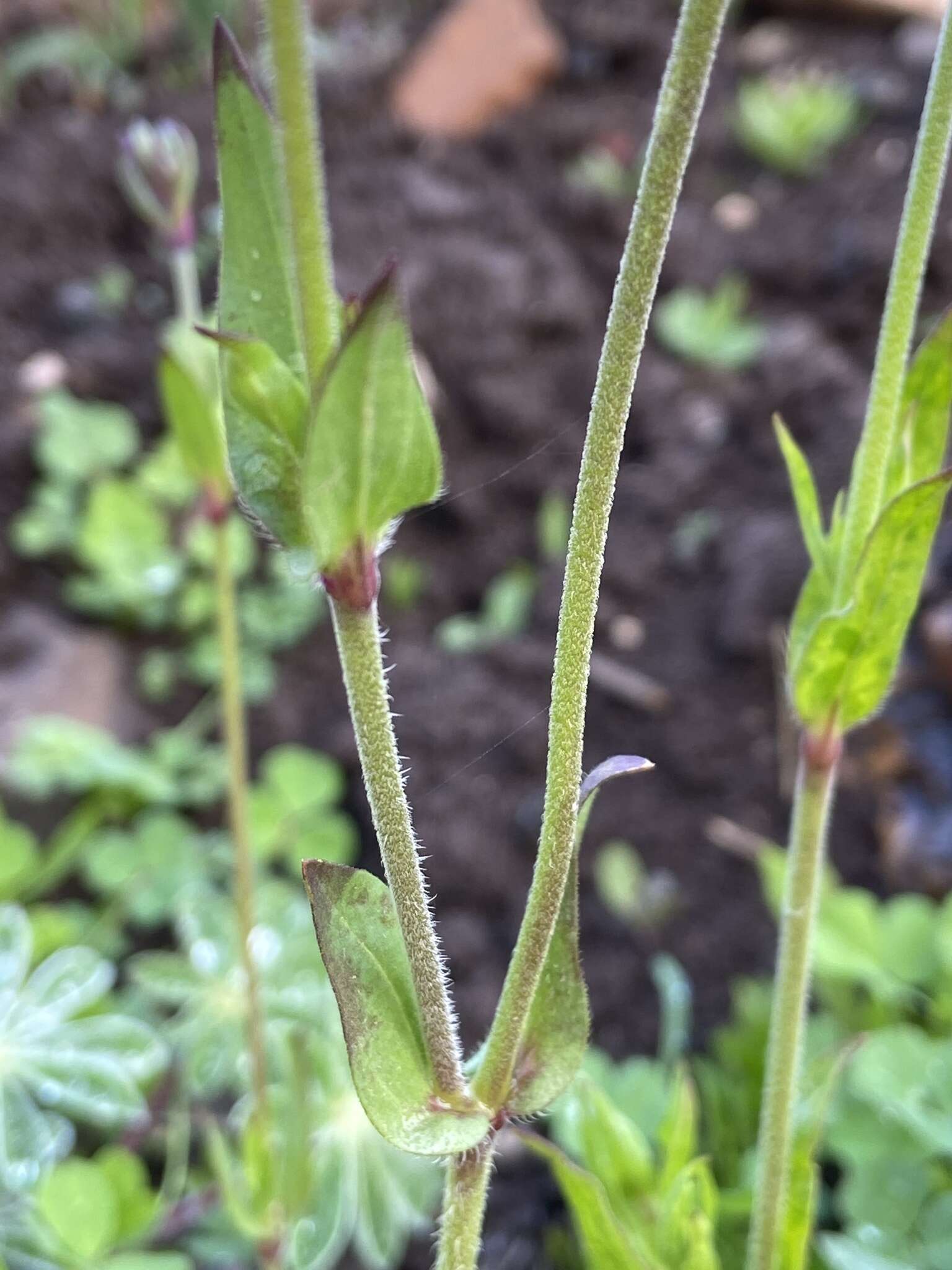 Image of Silene colorata Poir.