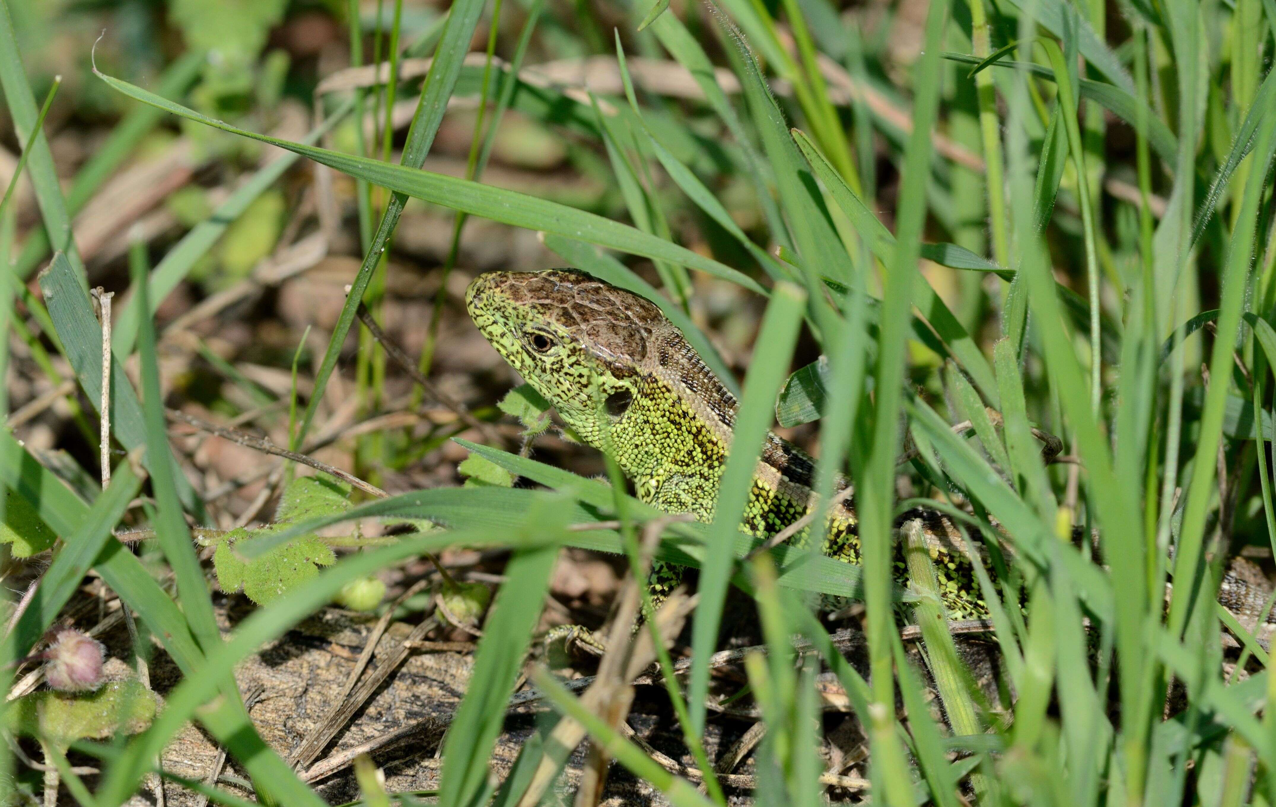 Image of Sand Lizard