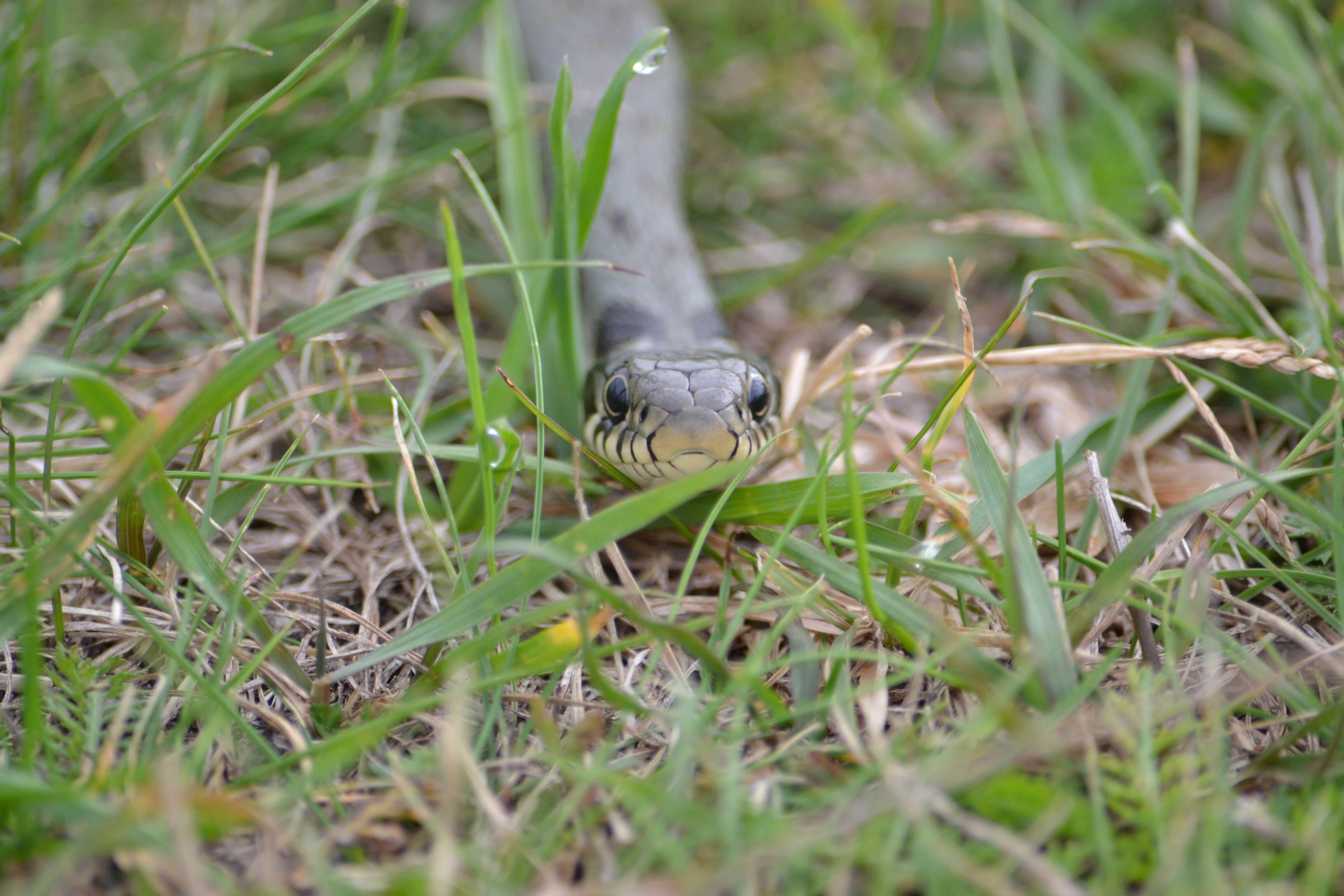 Image of Grass Snake