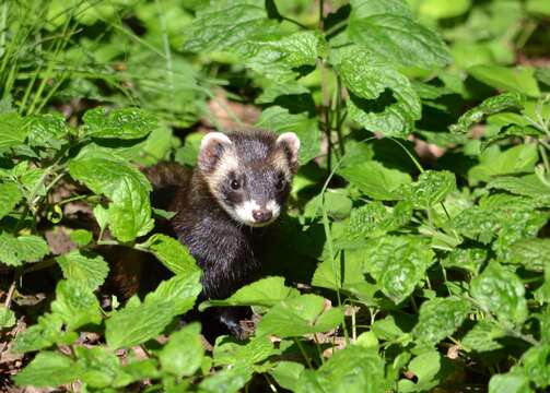 Image of western polecat, polecat