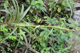 Imagem de Tillandsia belloensis W. Weber