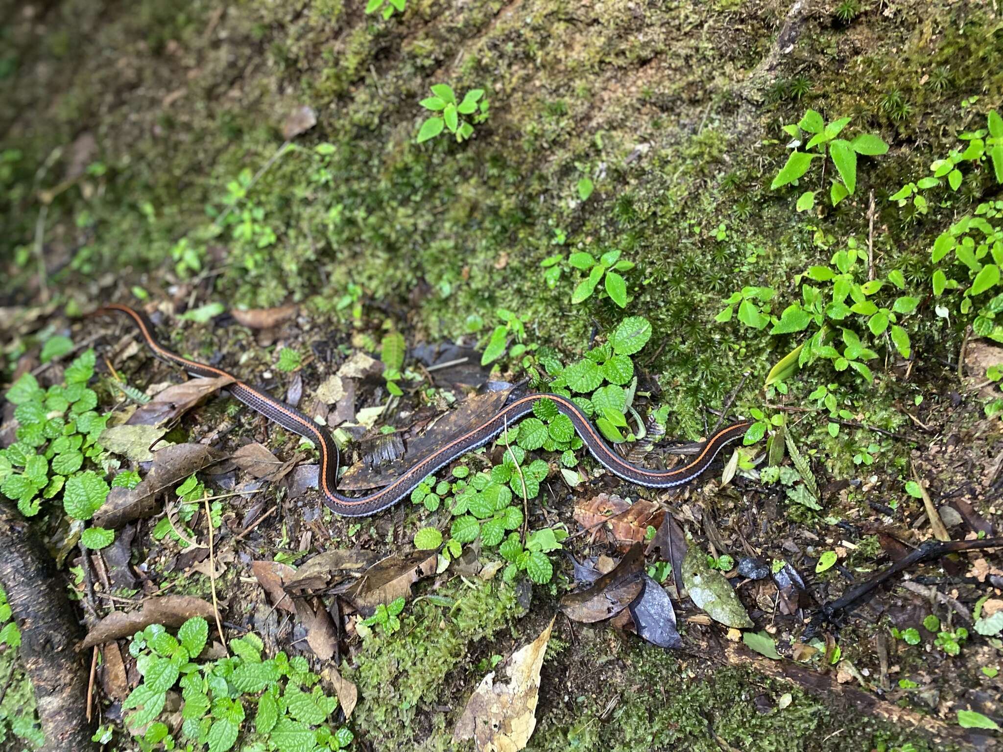 Calliophis intestinalis lineatus (Gray ex Gray & Hardwicke 1835)的圖片