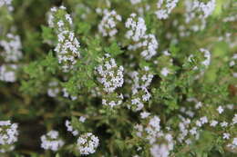 Image of Common Thyme