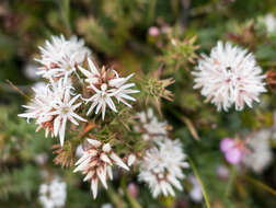 Image of Sprengelia incarnata Sm.