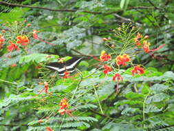 Image of Malabar Banded Swallowtail