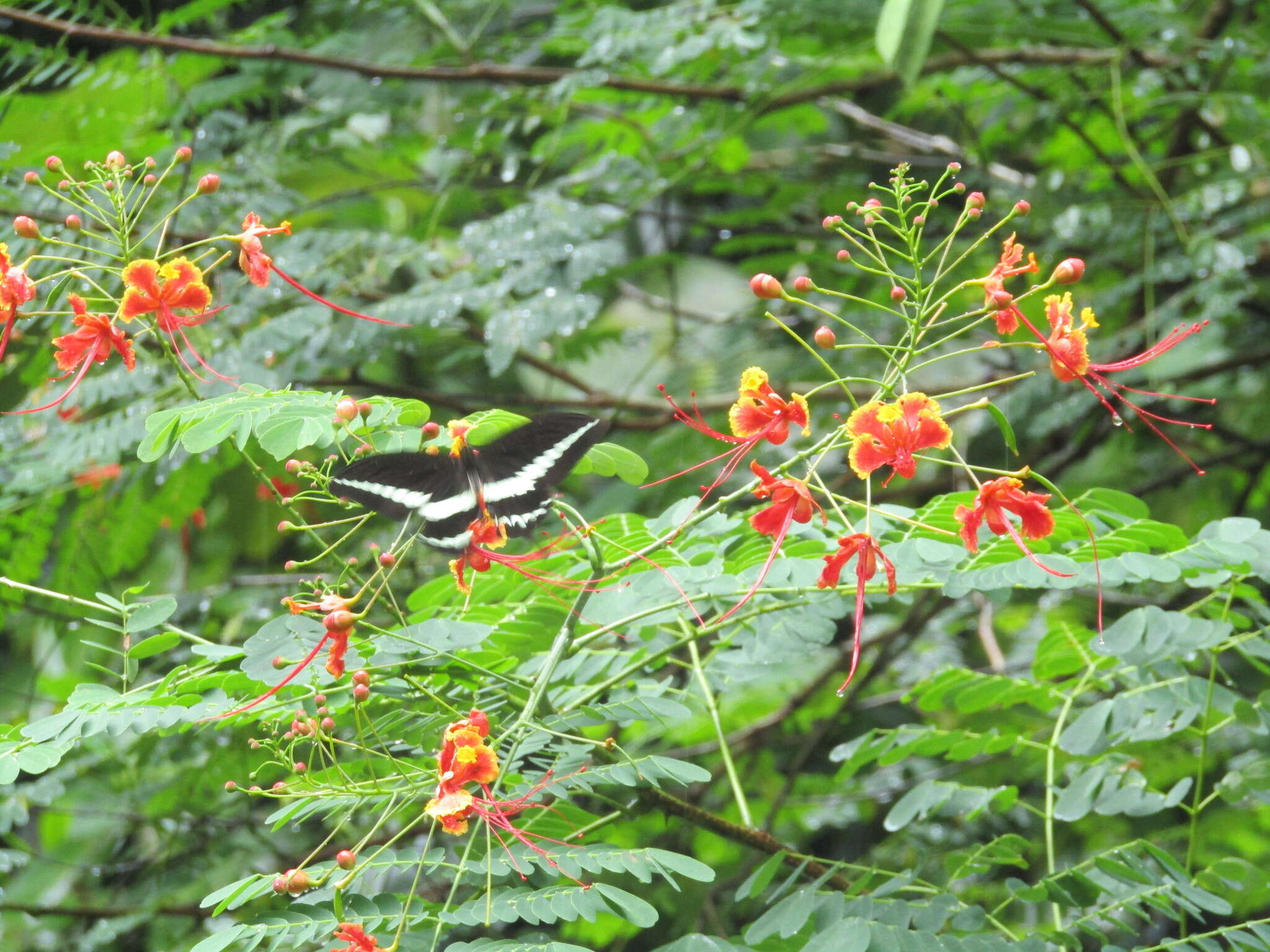 Image of Malabar Banded Swallowtail