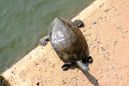 Image of William’s South-American Side-necked Turtle