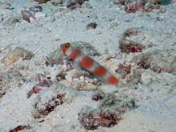 Image of Beautiful prawn-goby