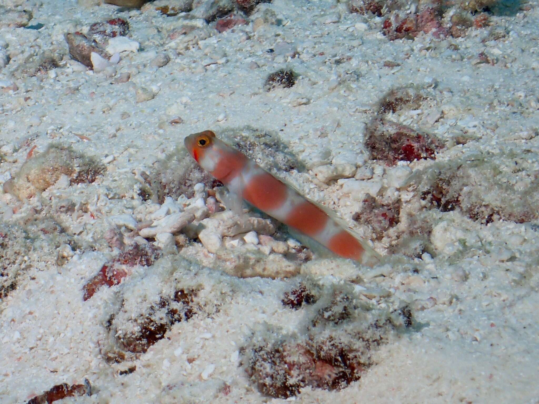 Image of Beautiful prawn-goby