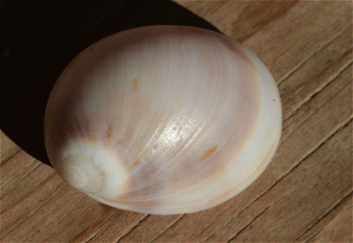 Слика од Mammilla melanostoma (Gmelin 1791)