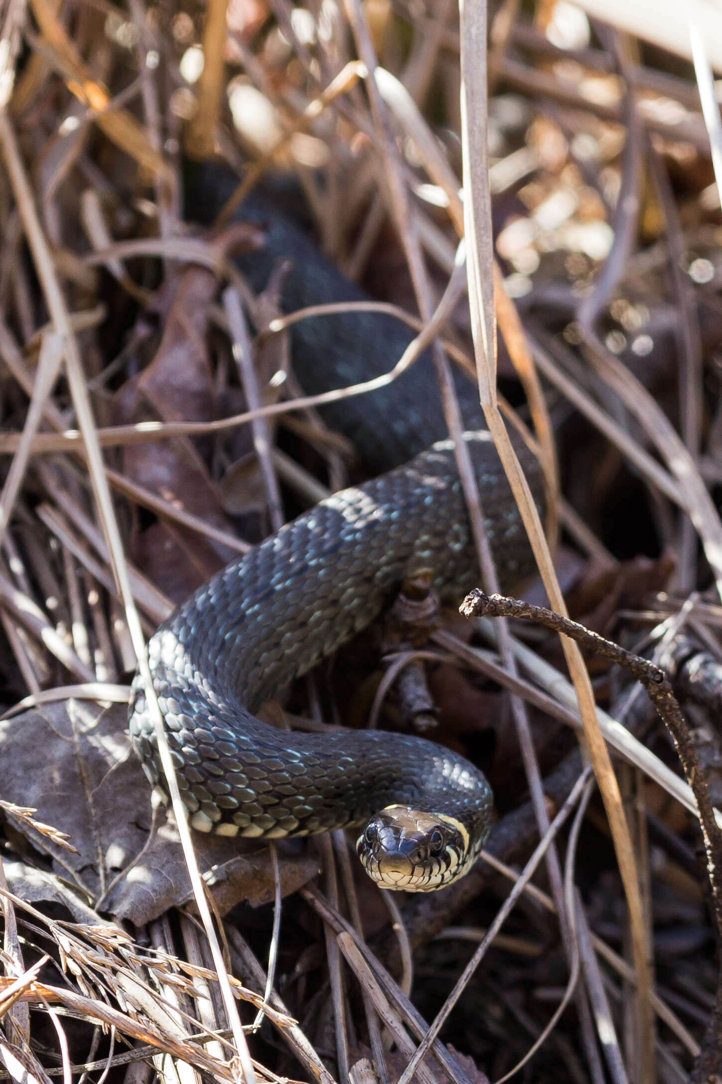 Image of Grass Snake