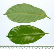 Imagem de Myristica fragrans Houtt.