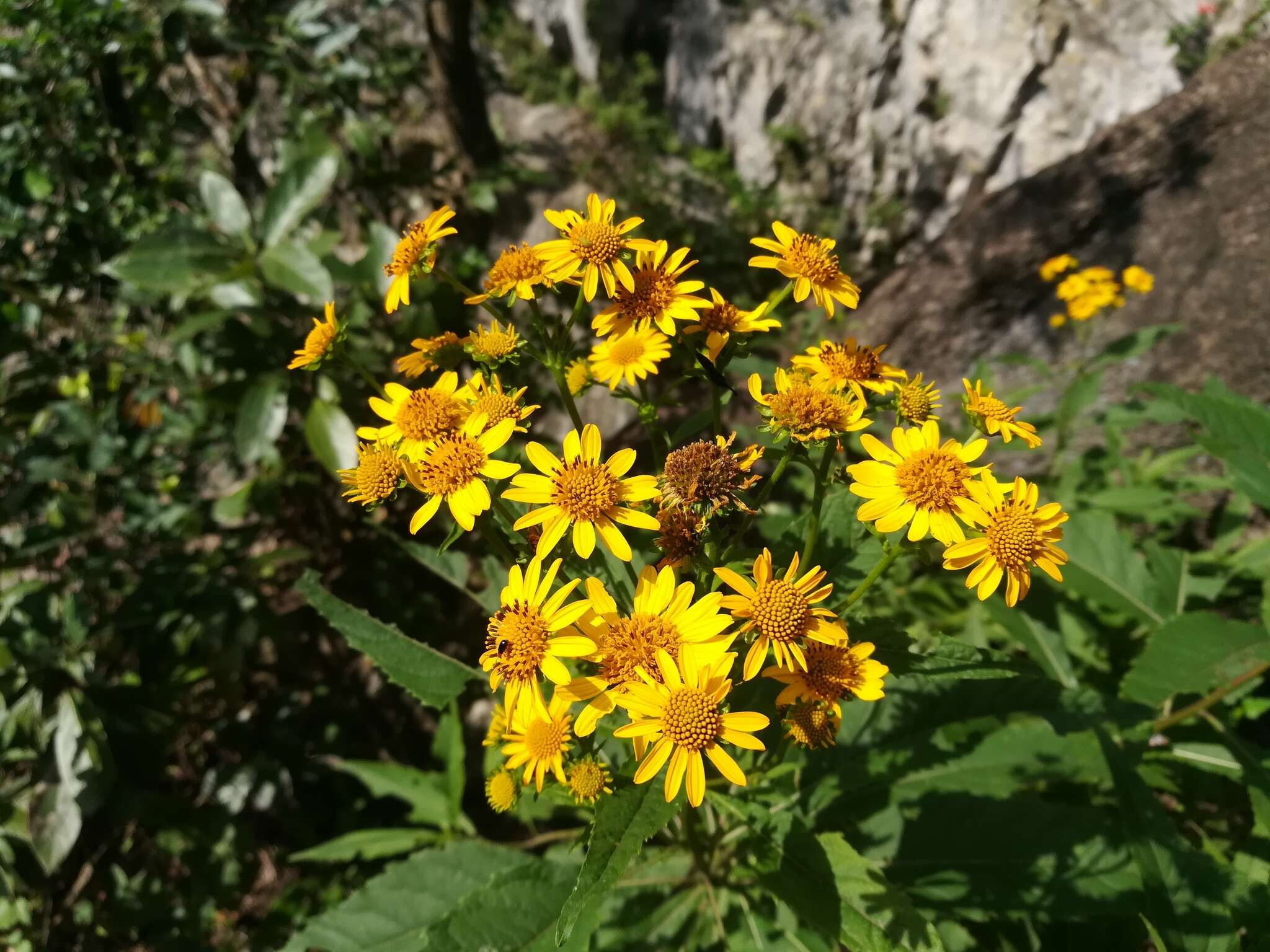 Image of Verbesina persicifolia DC.