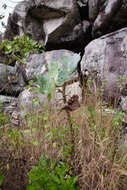 Image of Begonia grisea A. DC.