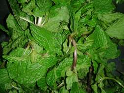 Image of wild mint