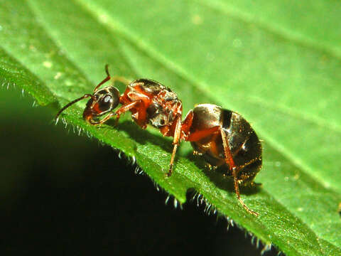 Image of Black-backed meadow ant