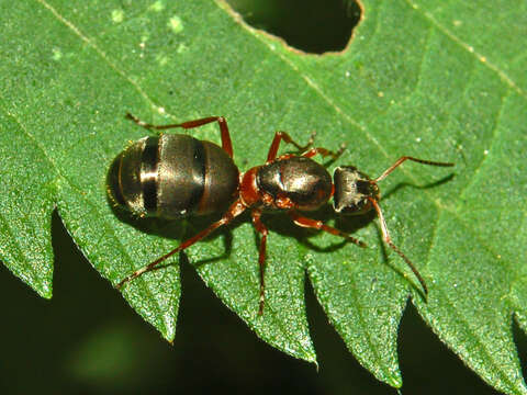 Image of Black-backed meadow ant