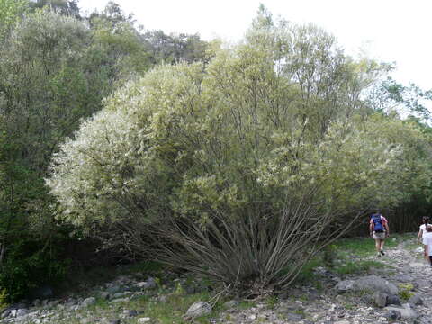 Image of Salix eleagnos