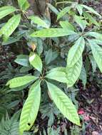 صورة Lithocarpus brevicaudatus (Skan) Hayata