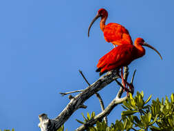 Image of Scarlet Ibis