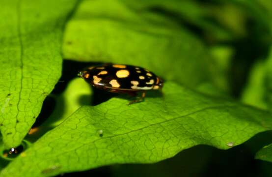 Image of Sunburst Diving Beetle