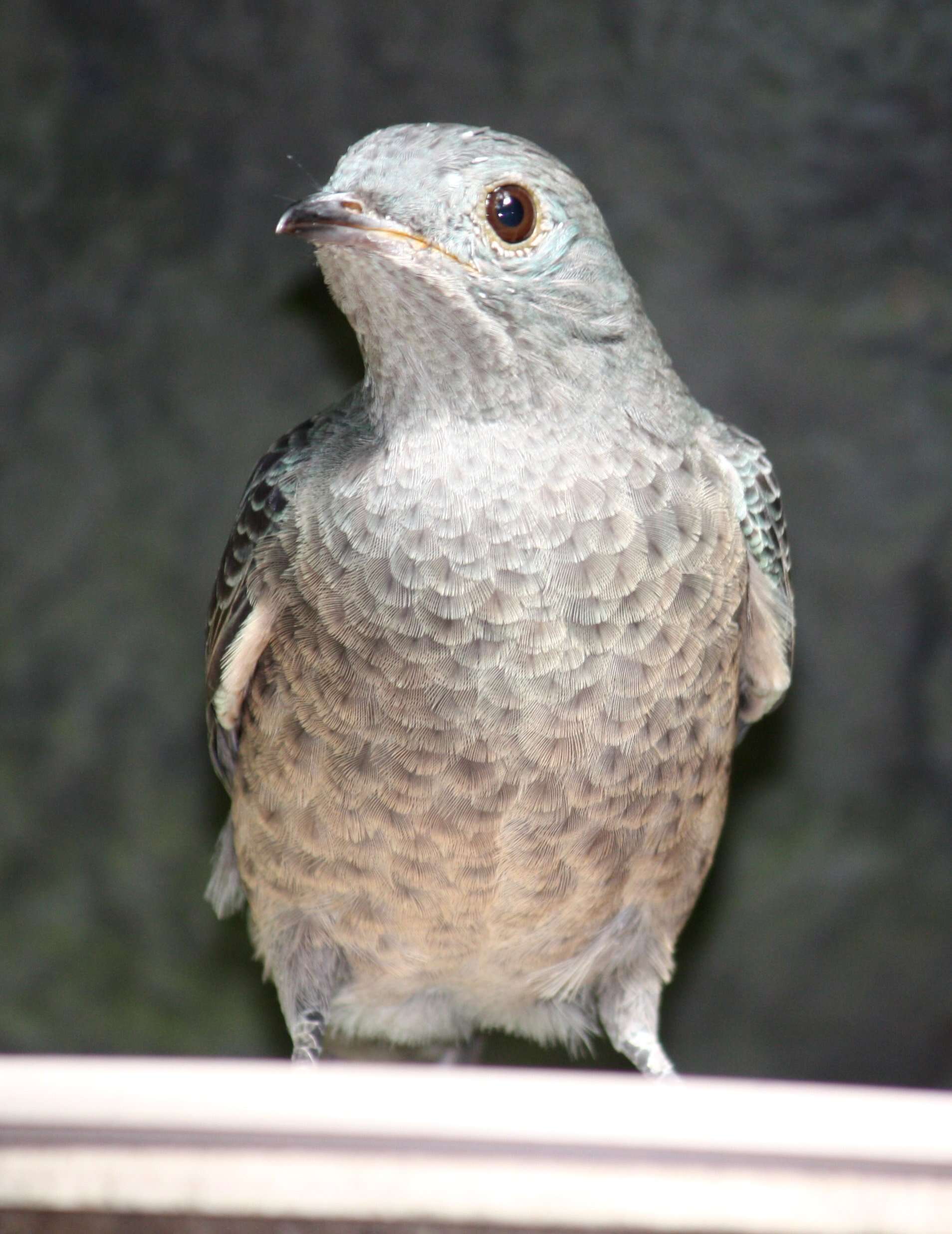 Image of Spangled Cotinga