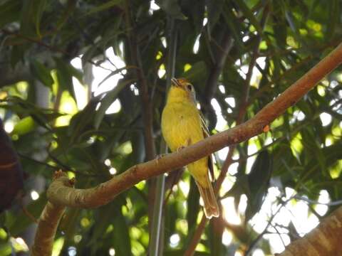 صورة Piprites chloris (Temminck 1822)