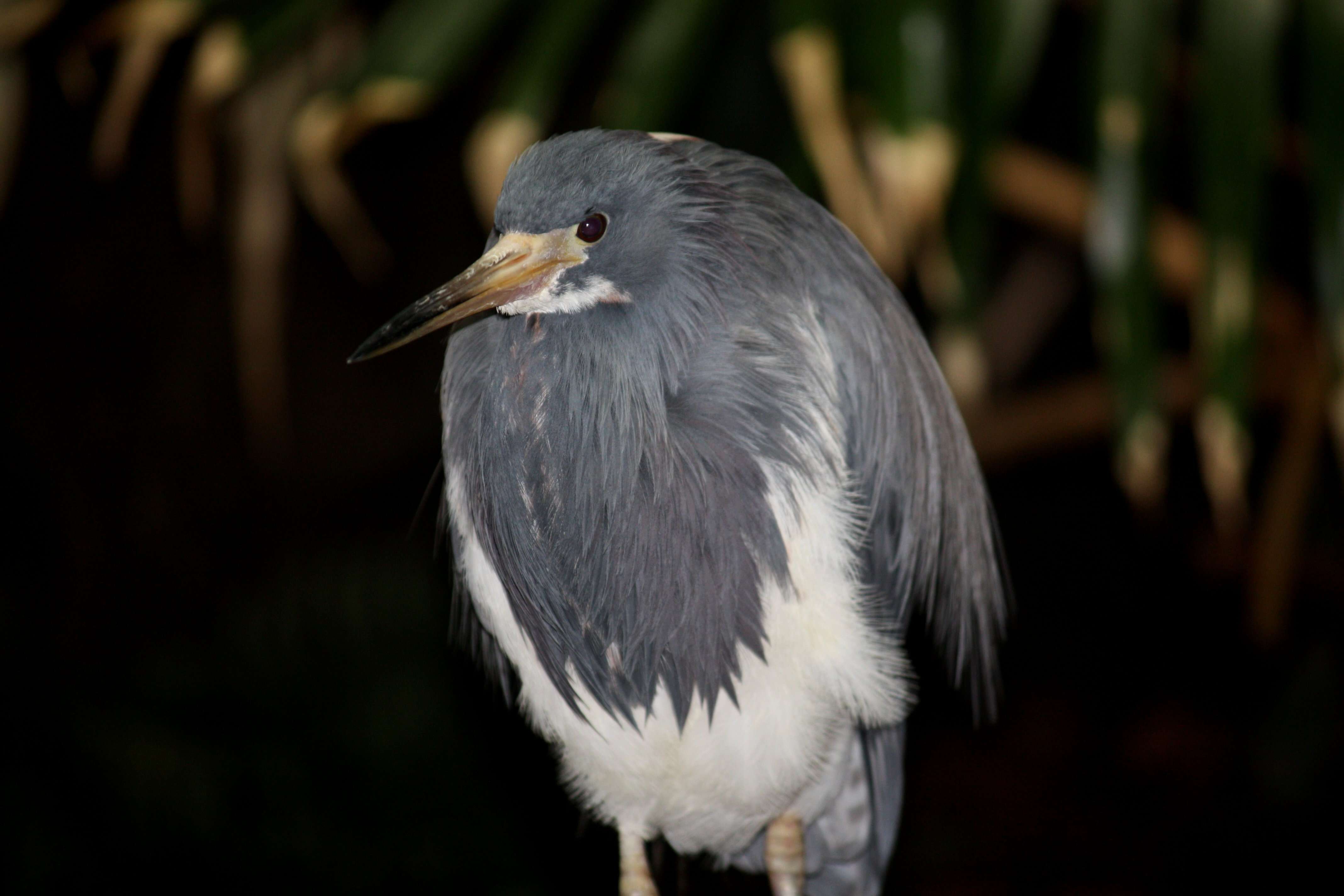 Image de Aigrette tricolore