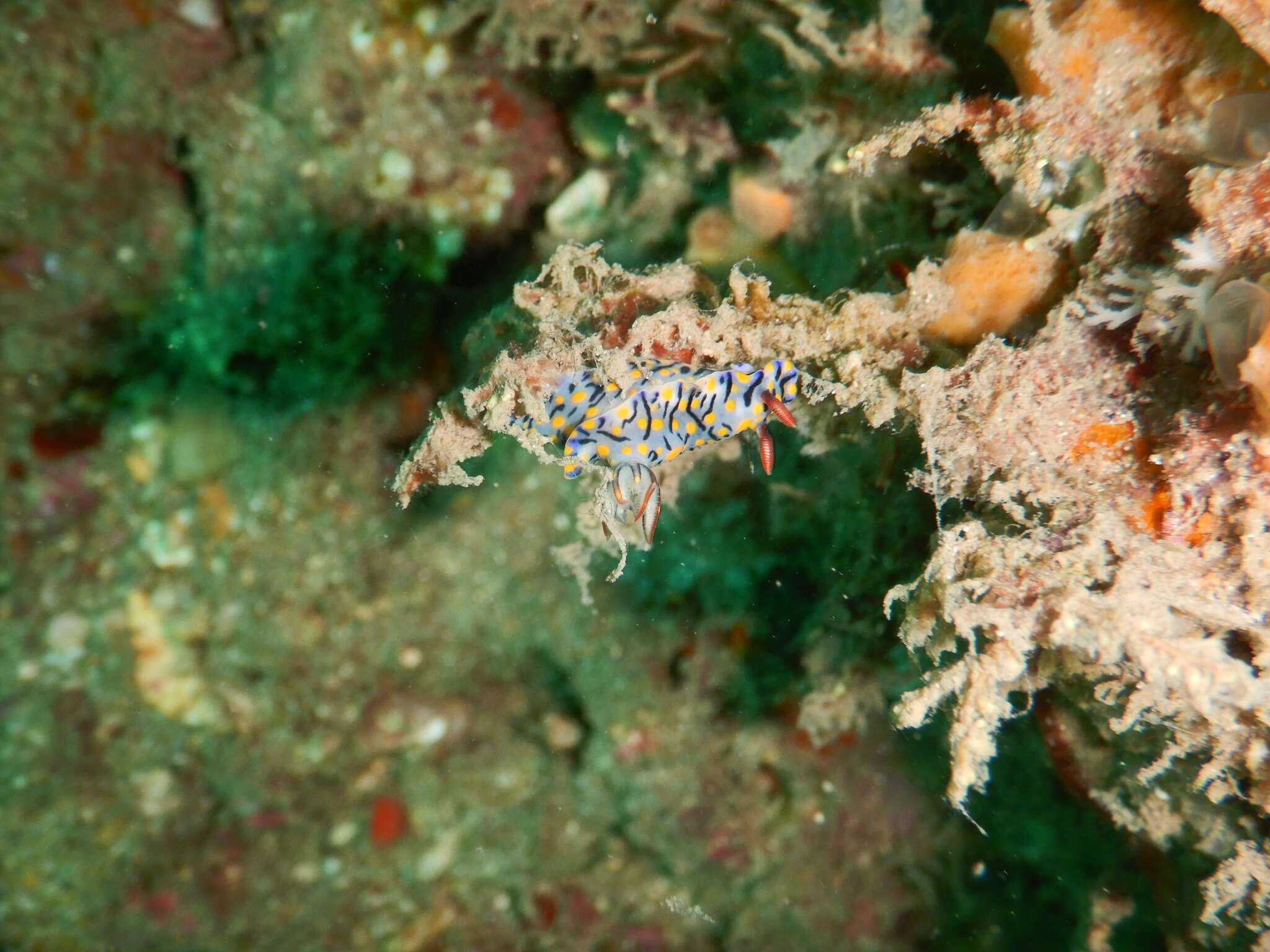 Image of Hypselodoris kanga Rudman 1977