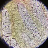 Слика од Ascobolus americanus (Cooke & Ellis) Seaver 1928