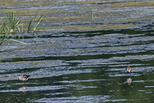 Image of Stilt Sandpiper